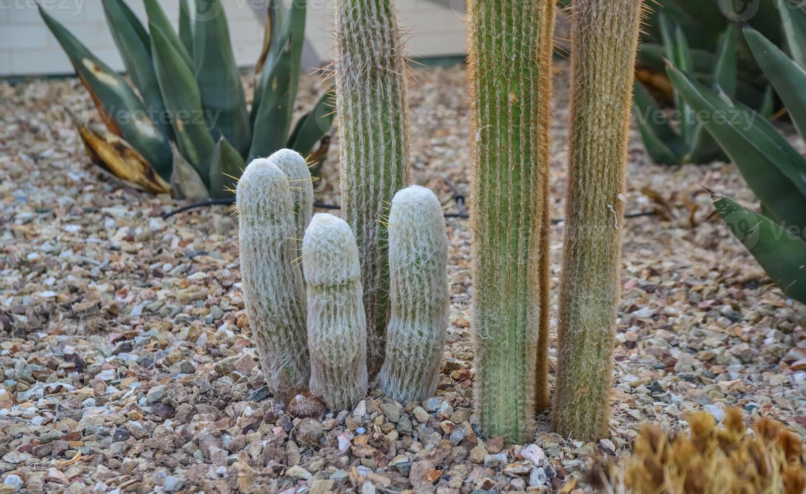 USA, PHENIX, ARIZONA- NOVEMBER 17, 2019 A group of succulent plants cacti in the Phoenix Botanical Garden, Arizona, USA photo