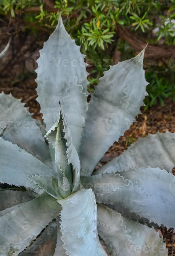 Agave in a botanical garden in the city of Phoenix, Arizona photo