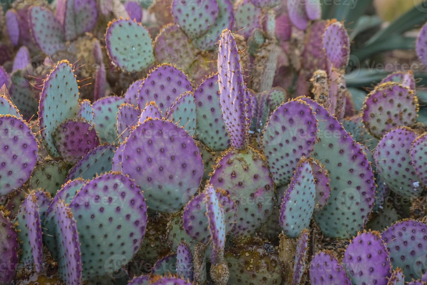 A group of succulent plants of Opuntia cacti in the Phoenix Botanical Garden, Arizona, USA photo
