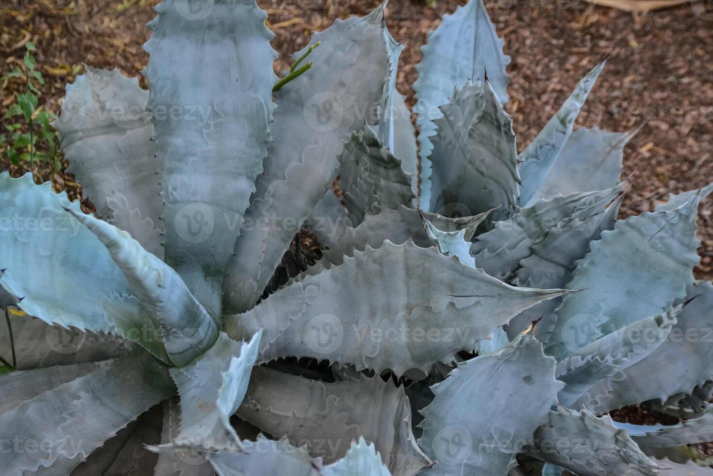 Agave in a botanical garden in the city of Phoenix, Arizona photo