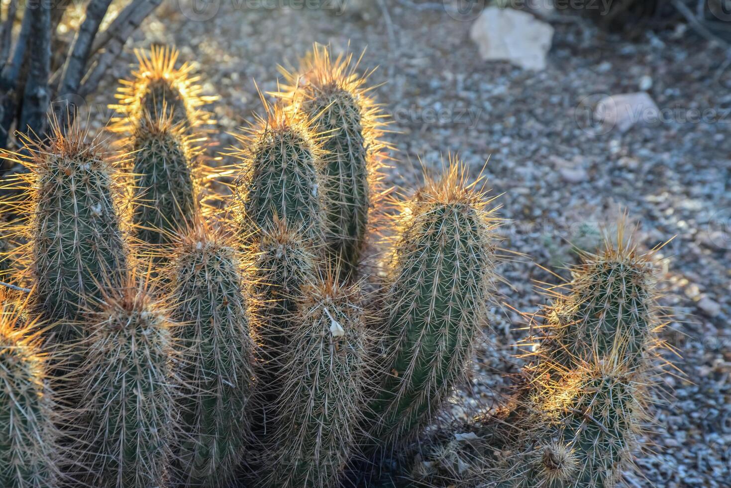 Large multi-stem cactus Echinocereus sp., Arizona, USA photo