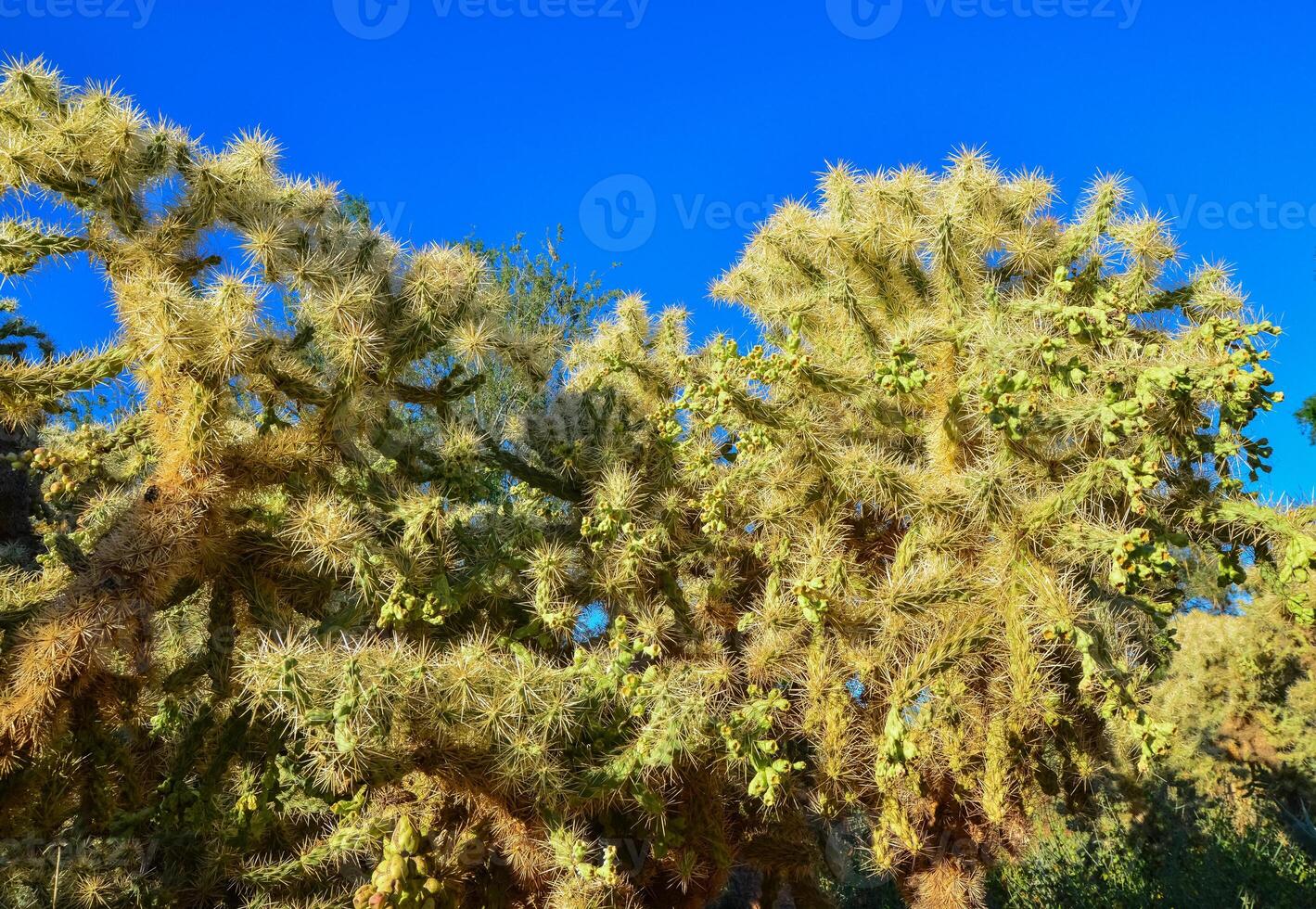 Cactus. Cane Chola Cylindropuntia spinosior on a background of blue sky. Arizona, USA photo