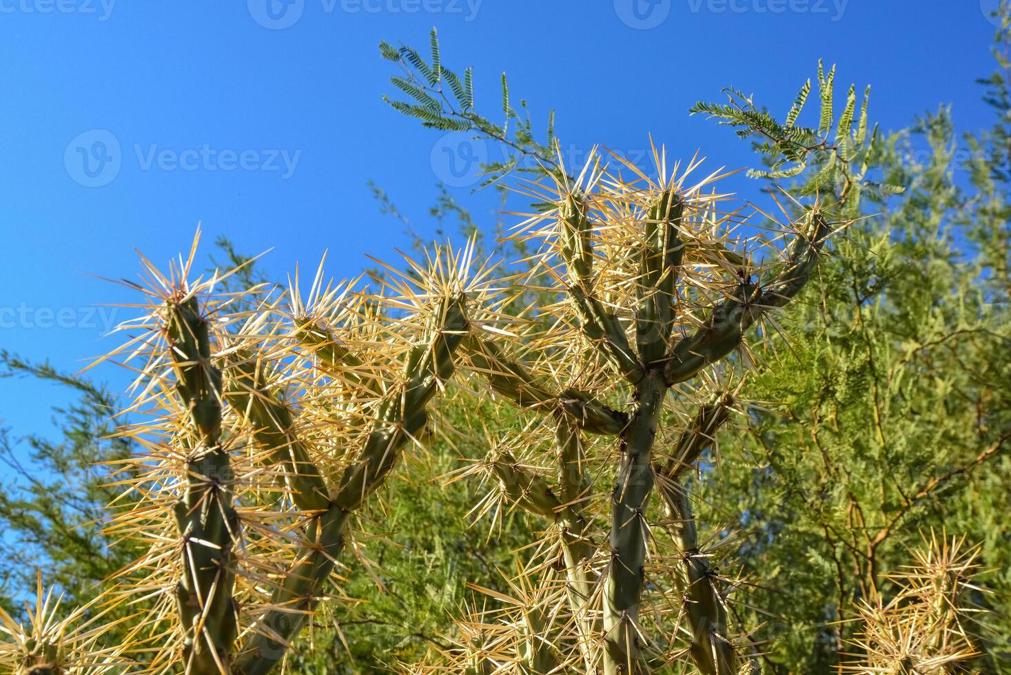 Cactus. Cane Chola Cylindropuntia spinosior on a background of blue sky. Arizona, USA photo