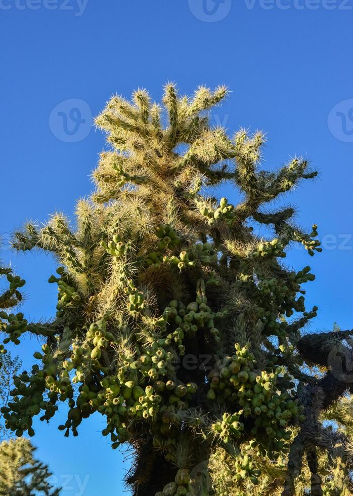 Cactus. Cane Chola Cylindropuntia spinosior on a background of blue sky. Arizona, USA photo