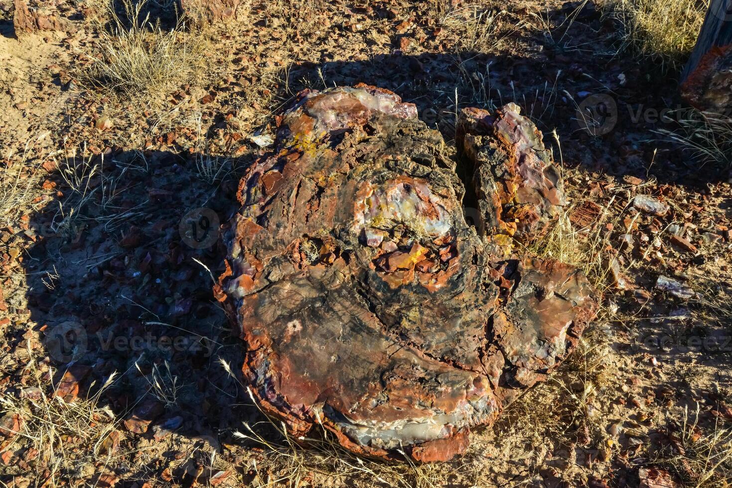 The trunks of petrified trees, multi-colored crystals of minerals. Petrified Forest National Park, Arizona photo