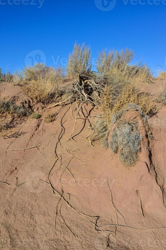 desert plant roots on desert sand surface, arizona usa photo