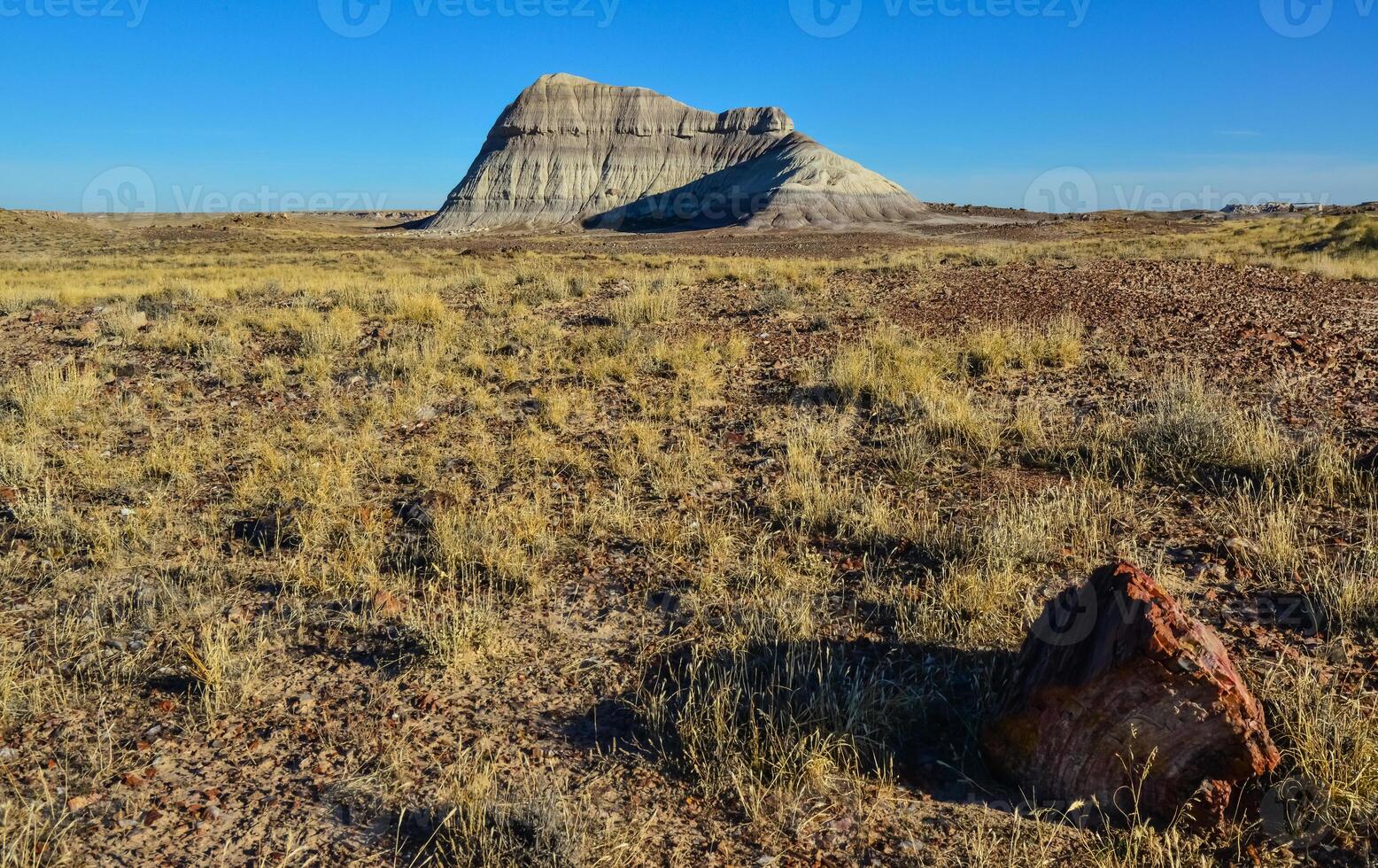 The trunks of petrified trees, multi-colored crystals of minerals. Petrified Forest National Park, Arizona photo