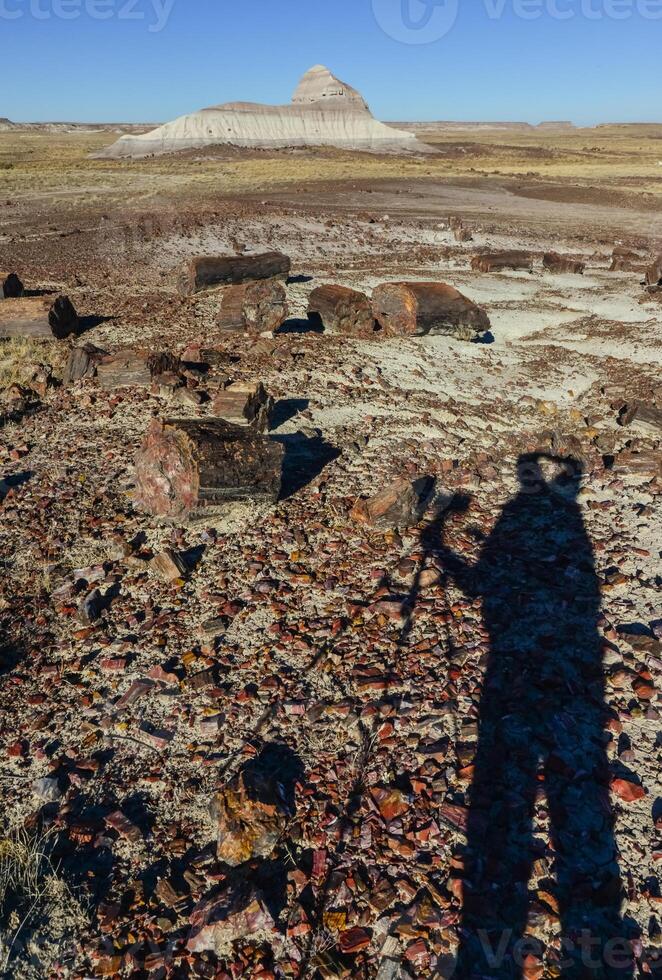 Placers of colored pieces of petrified sequoia trees, Petrified Forest National Park, Arizona photo