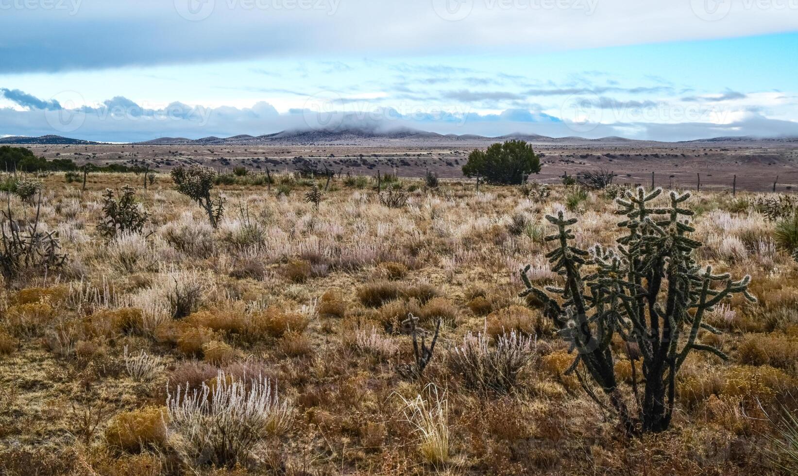 Cacti Cylindropuntia sp. Prickly cylindropuntia with yellow fruits with seeds. New Mexico, USA photo