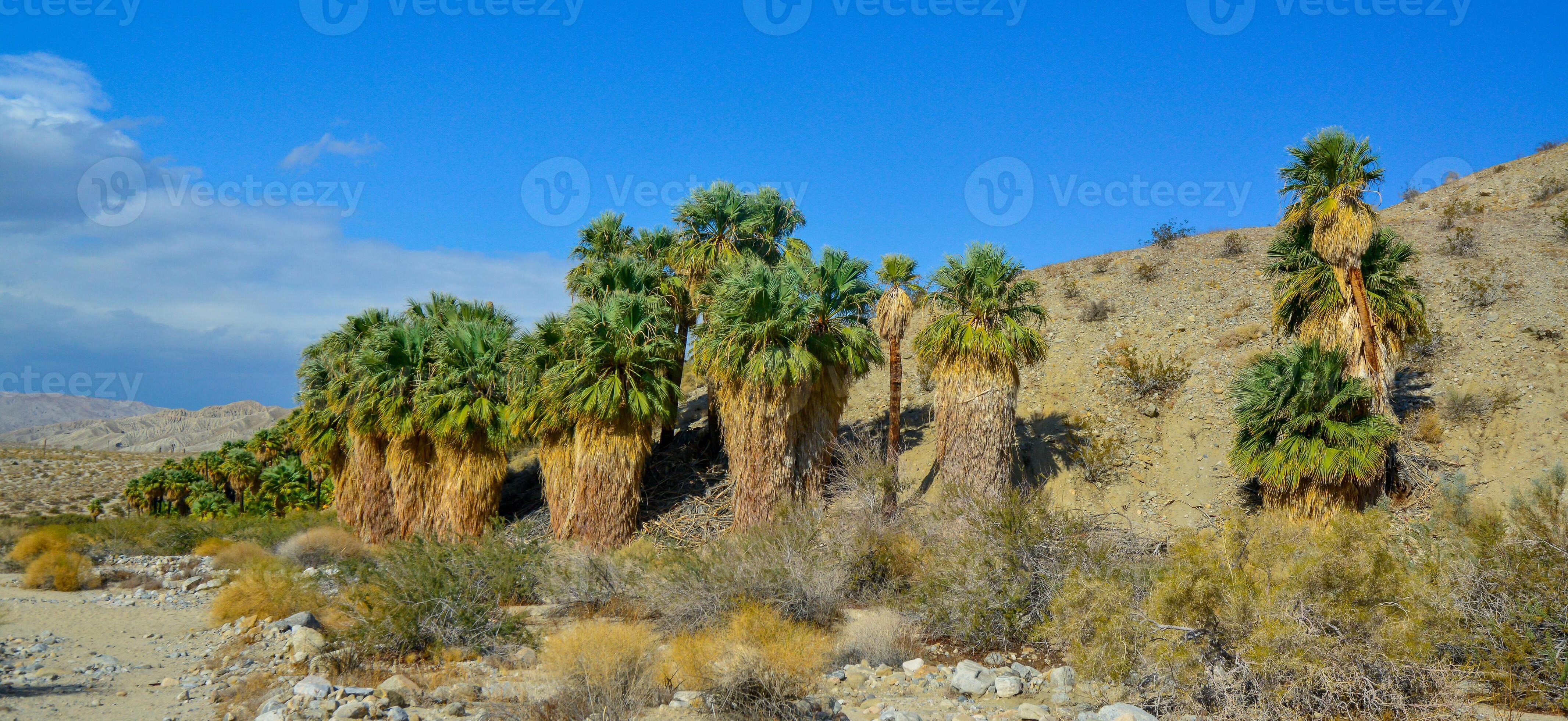 Thousand Palms Oasis Reserve
