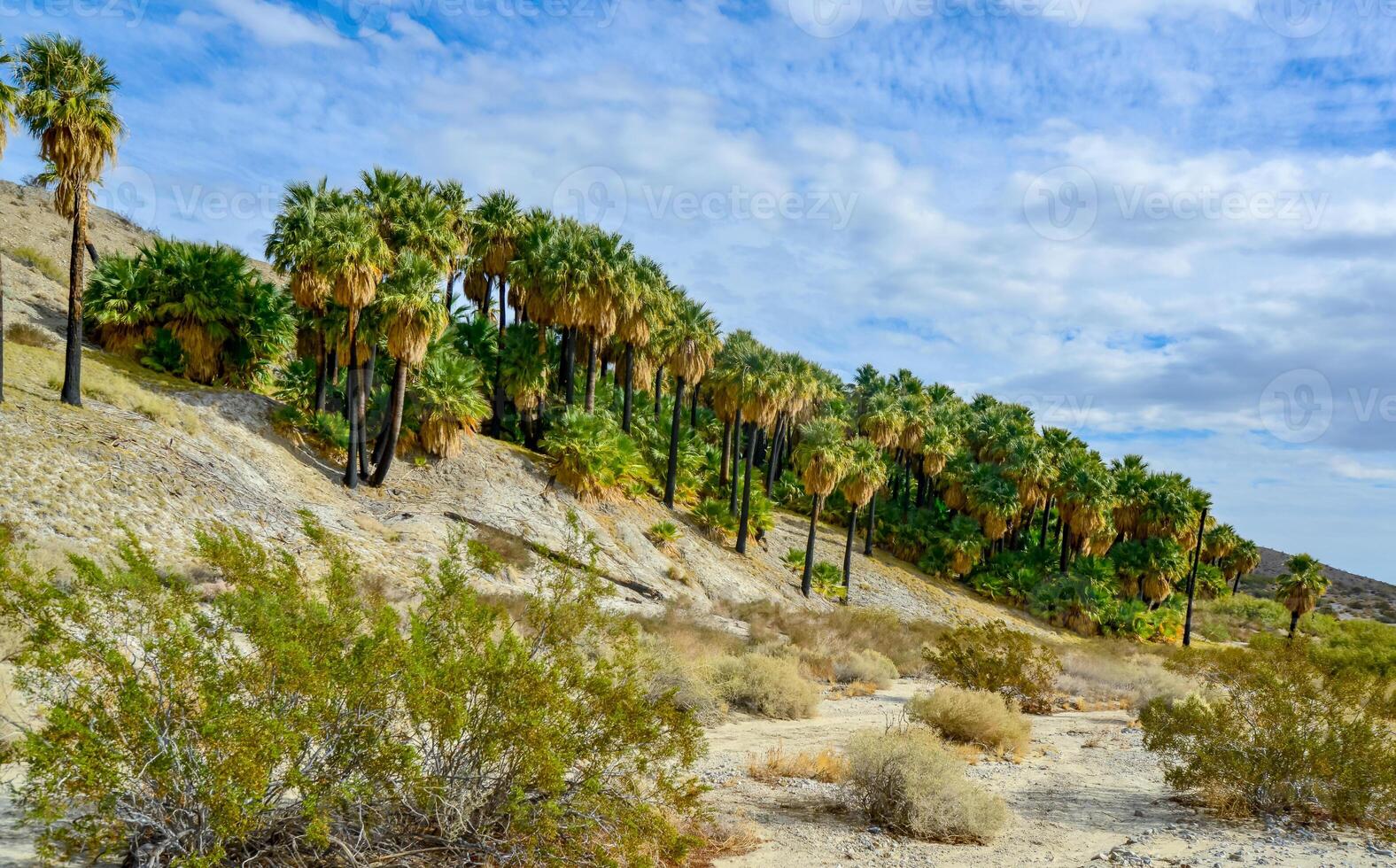 Thousand Palms Oasis Preserve