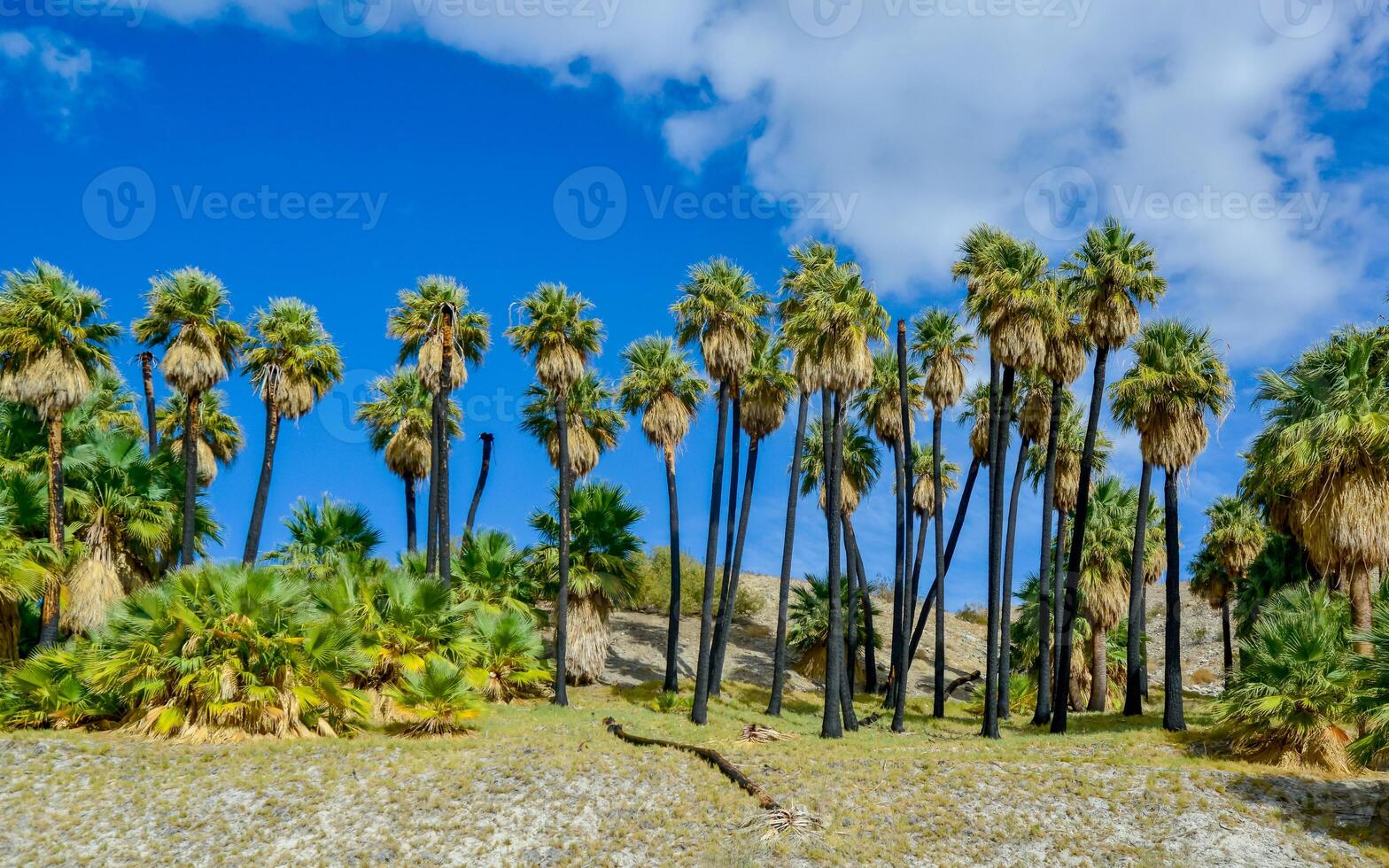 Palm trees rise in the desert at Thousand Palms Oasis near Coachella Valley Preserve. Villis palms oasis. California photo