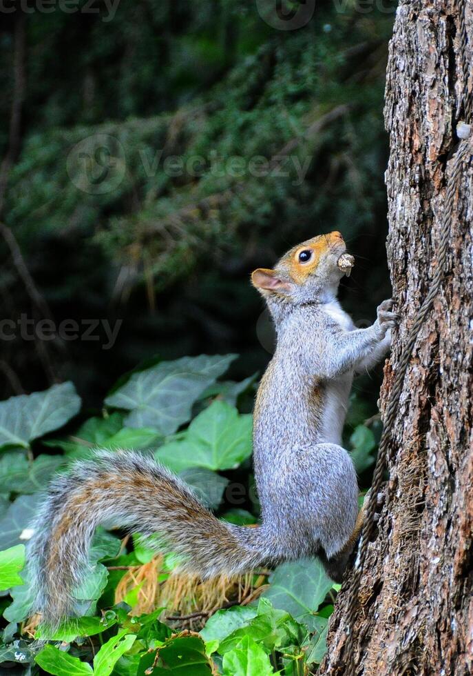 oriental gris ardilla sciurus carolinensis foto