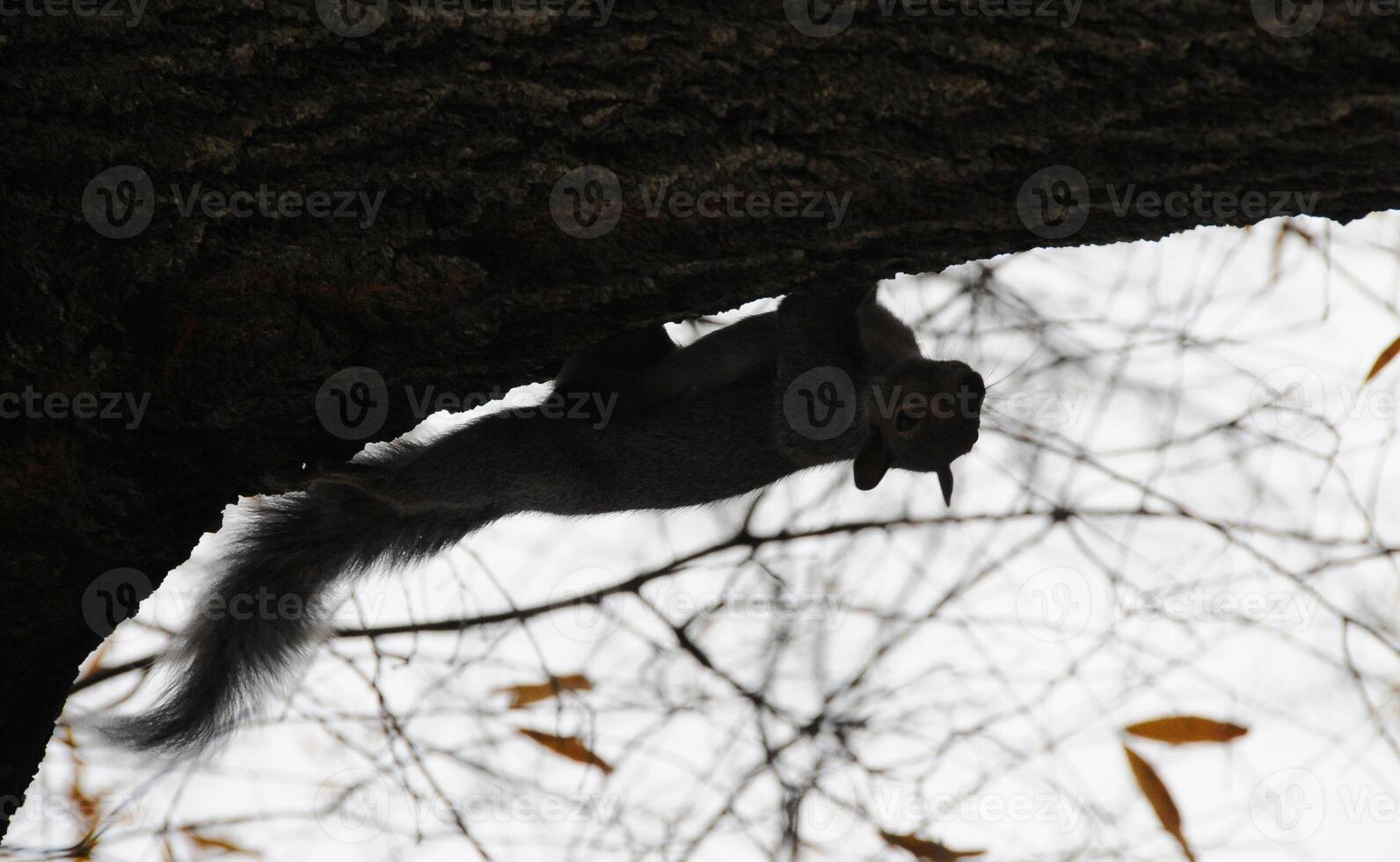 Wild animals, Gray Squirrel Sciurus carolinensis collects nuts in the park photo