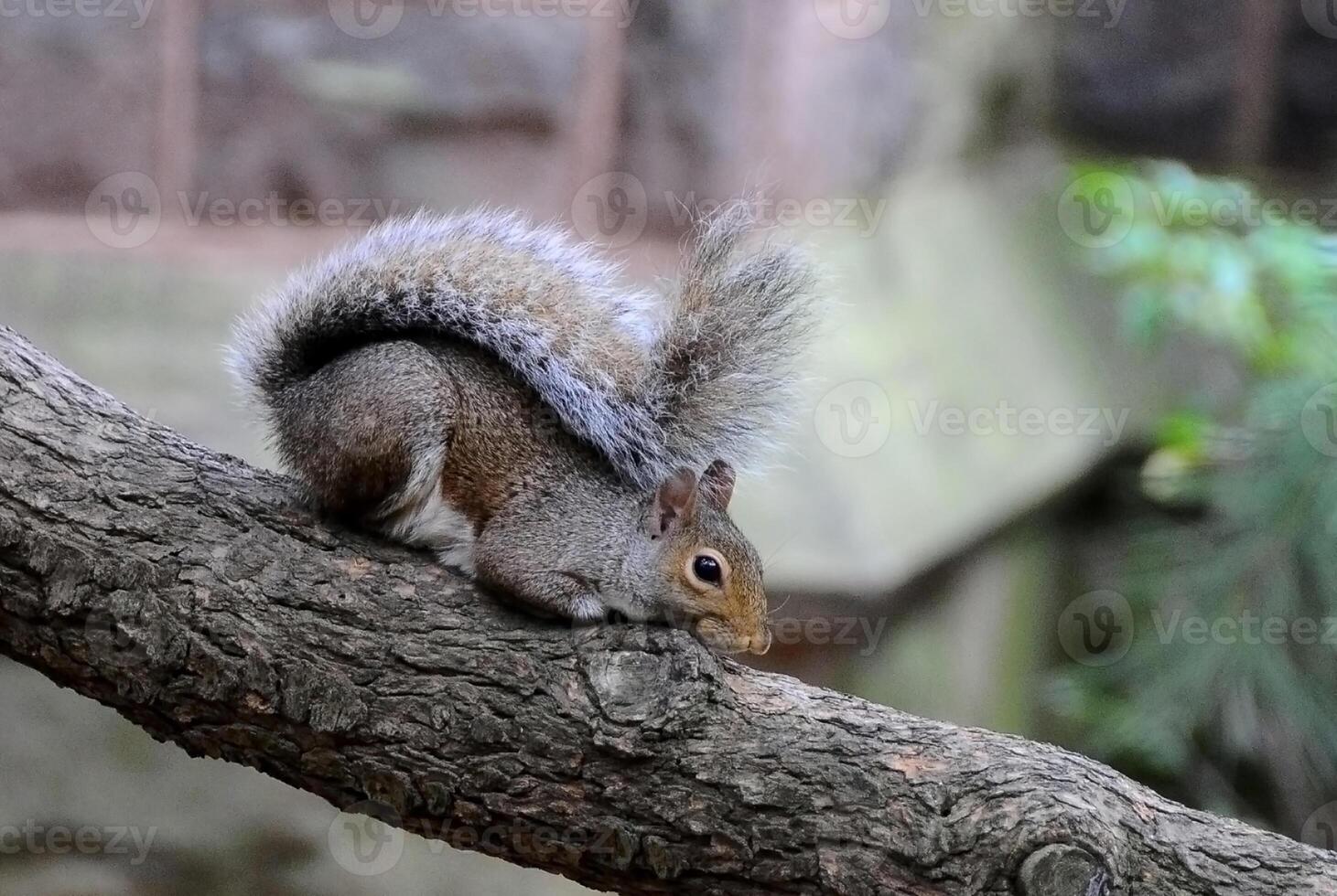 Eastern Gray Squirrel Sciurus carolinensis photo