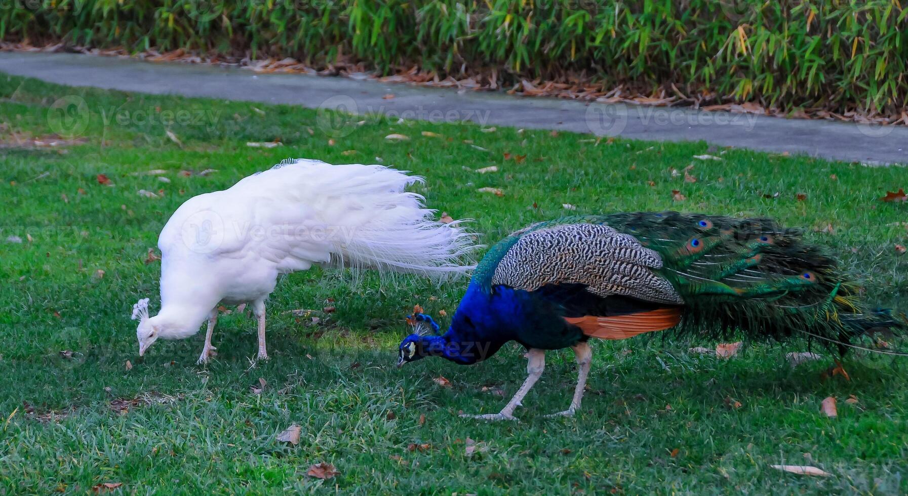 A tame albino peacock and a normal peacock stroll through the grass in a park photo