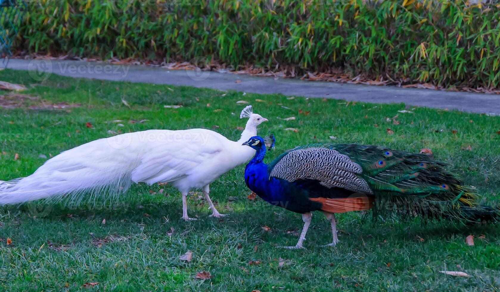 A tame albino peacock and a normal peacock stroll through the grass in a park photo