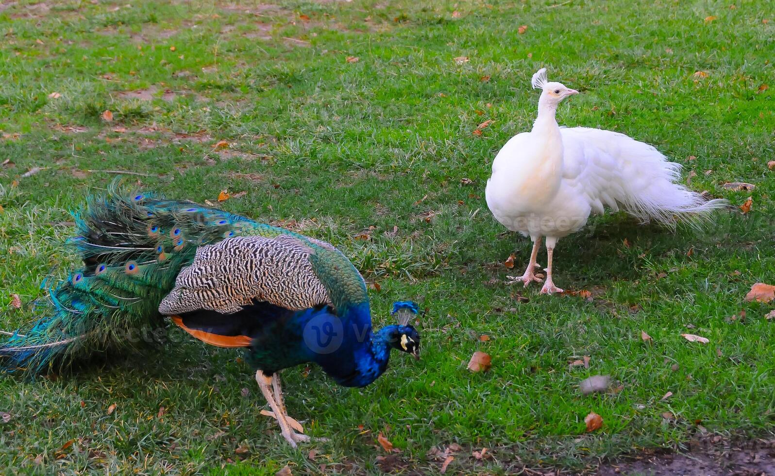 A tame albino peacock and a normal peacock stroll through the grass in a park photo