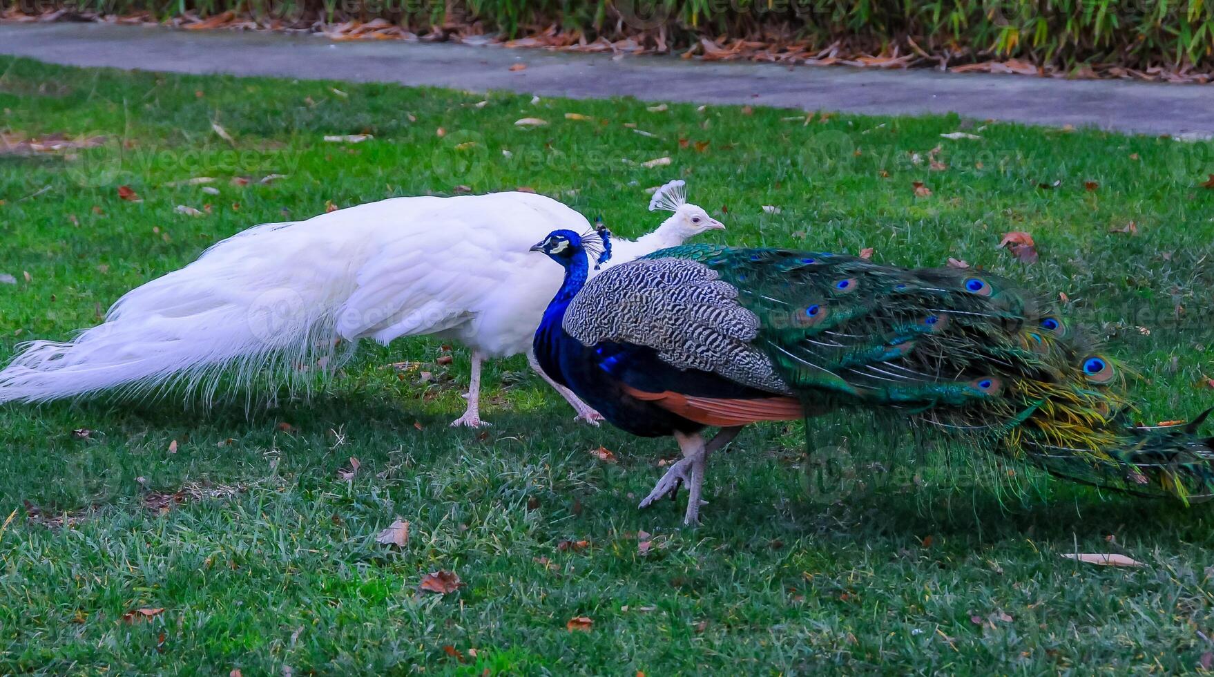 A tame albino peacock and a normal peacock stroll through the grass in a park photo