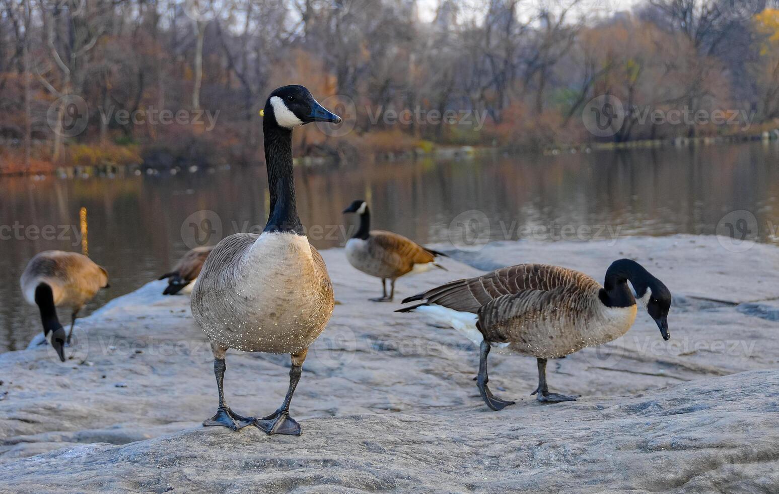 The Canada goose Branta canadensis, birds rest in the lake in Manhattan Park, New York photo