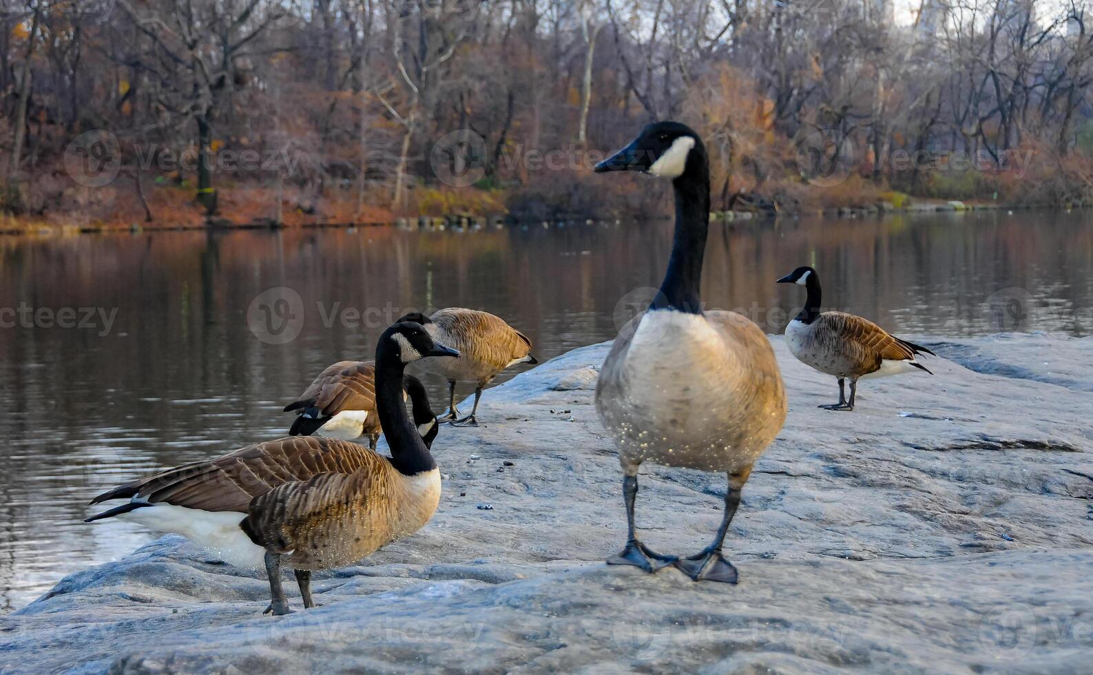 The Canada goose Branta canadensis, birds rest in the lake in Manhattan Park, New York photo