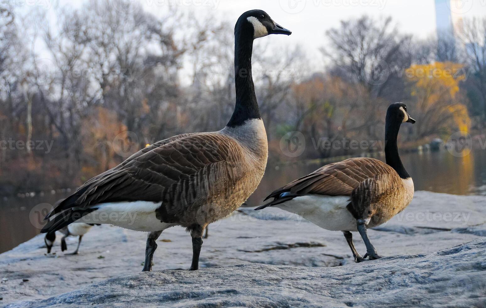 The Canada goose Branta canadensis, birds rest in the lake in Manhattan Park, New York photo