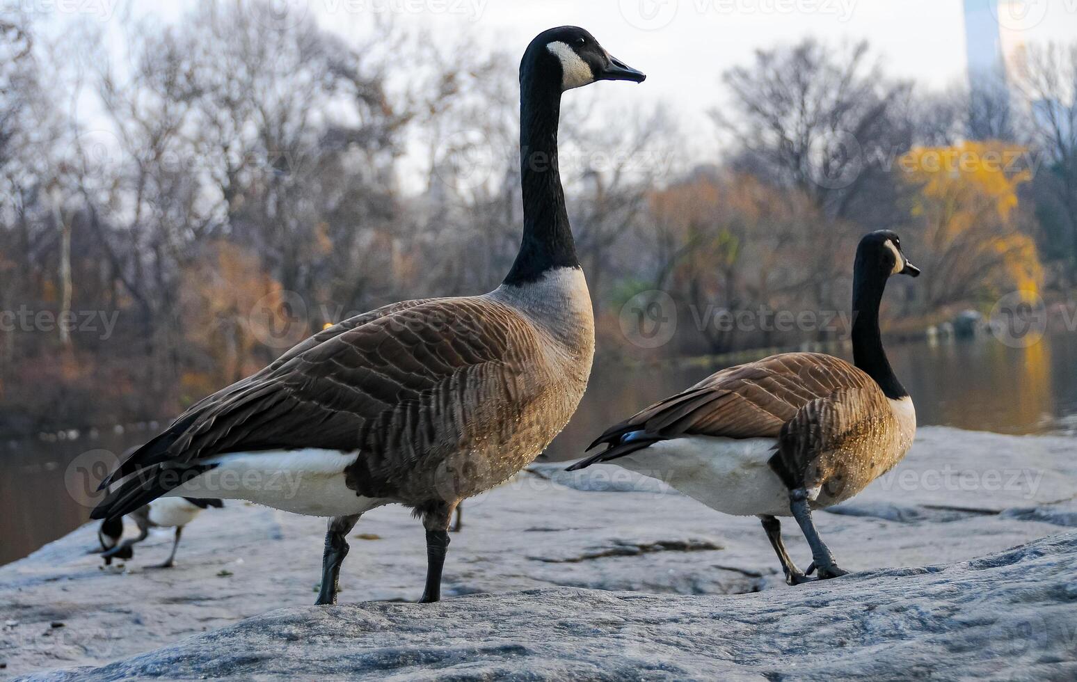 The Canada goose Branta canadensis, birds rest in the lake in Manhattan Park, New York photo