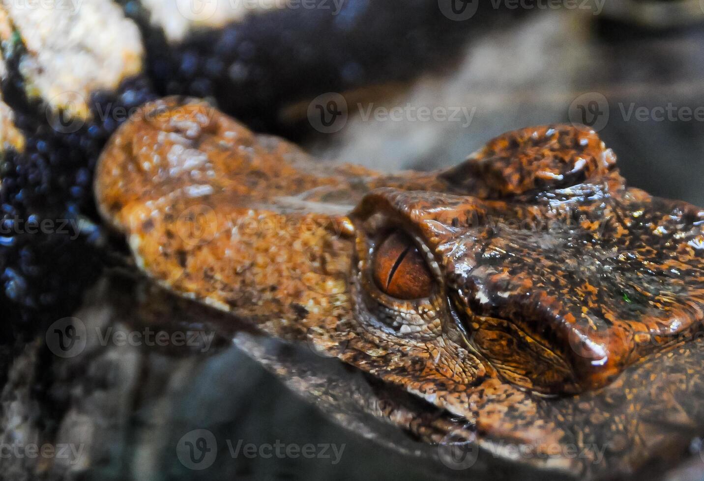 Close-up, head of a small alligator in a terrarium photo