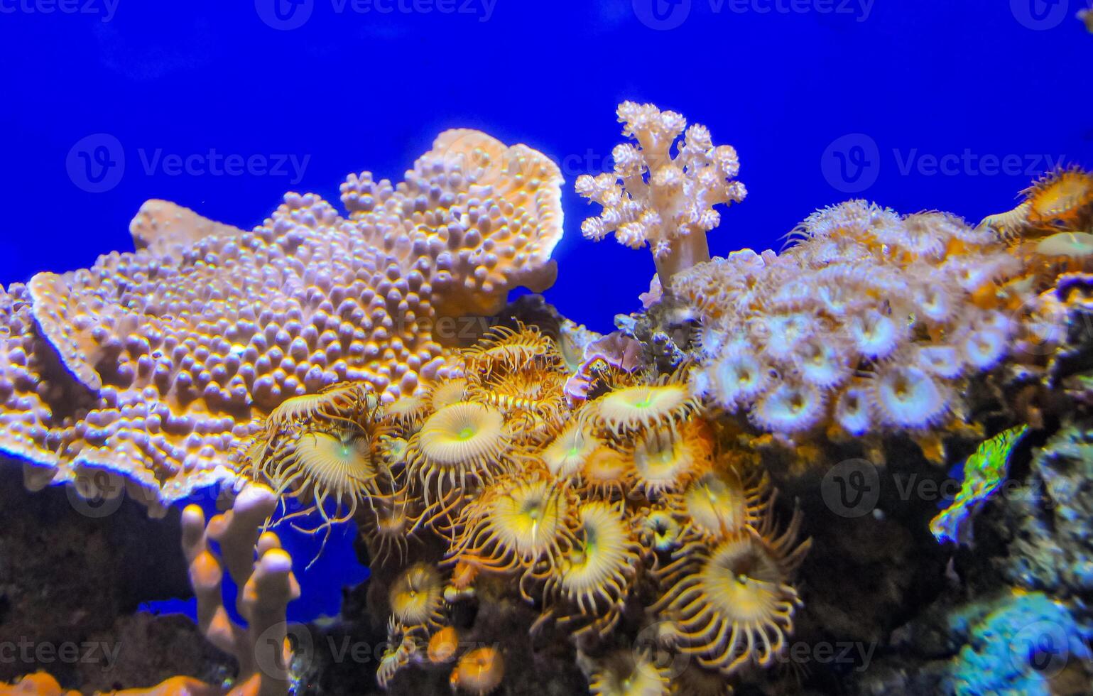 Zoanthids Zoantharia also called Zoanthidea, sea anemones in a marine aquarium photo