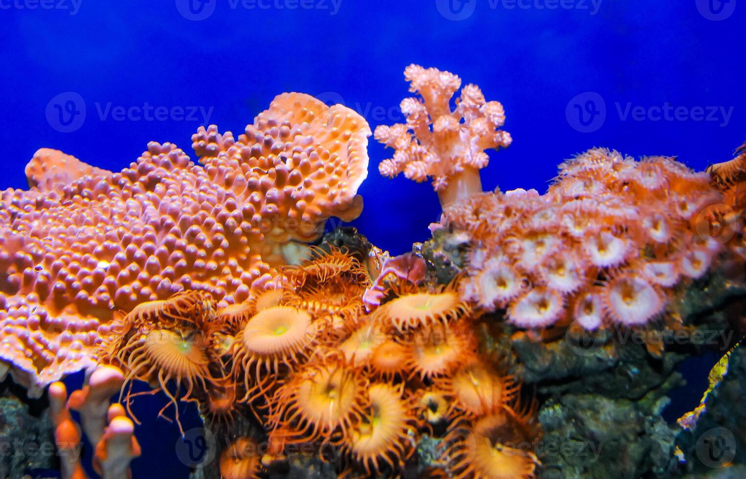 Zoanthids Zoantharia also called Zoanthidea, sea anemones in a marine aquarium photo