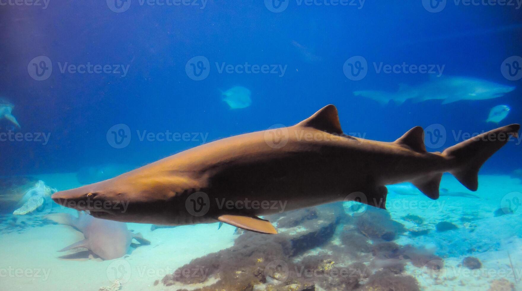 Big wild shark in the marine aquarium in the oceanarium photo