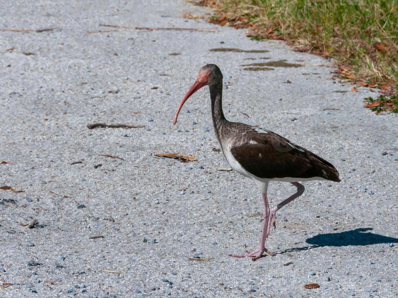 Birds USA. American white ibis Eudocimus albus, dark juvenile walks the ground, Florida photo