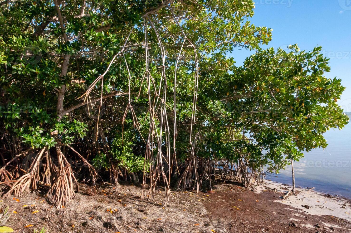 Mangroves on the coast of the Gulf of Mexico in Florida photo