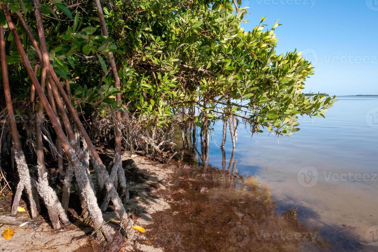 Mangroves on the coast of the Gulf of Mexico in Florida photo