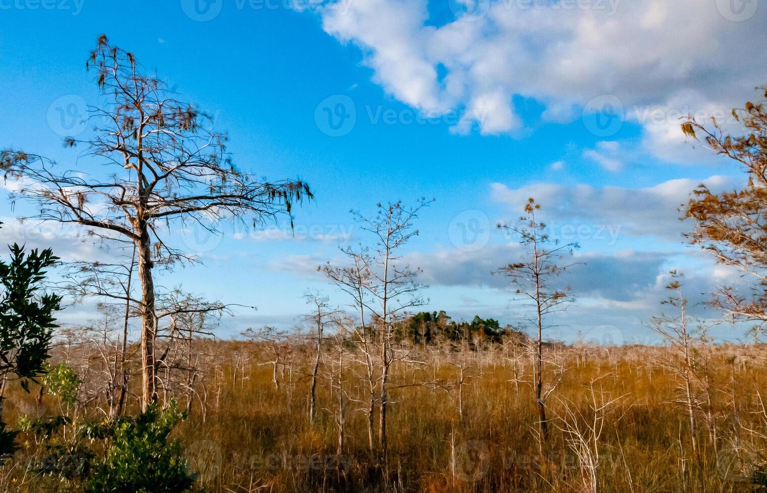 Swamp landscape, Swamp trees and other wild vegetation in autumn, Florida USA photo