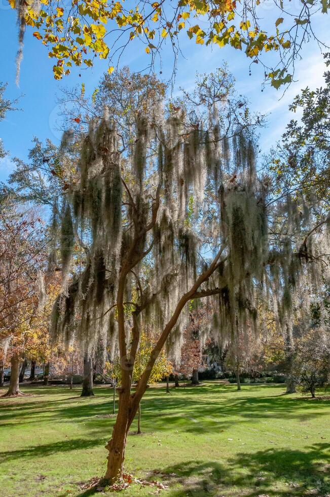 Spanish moss Tillandsia usneoides is an epiphytic flowering plant, growing on a tree in the park photo