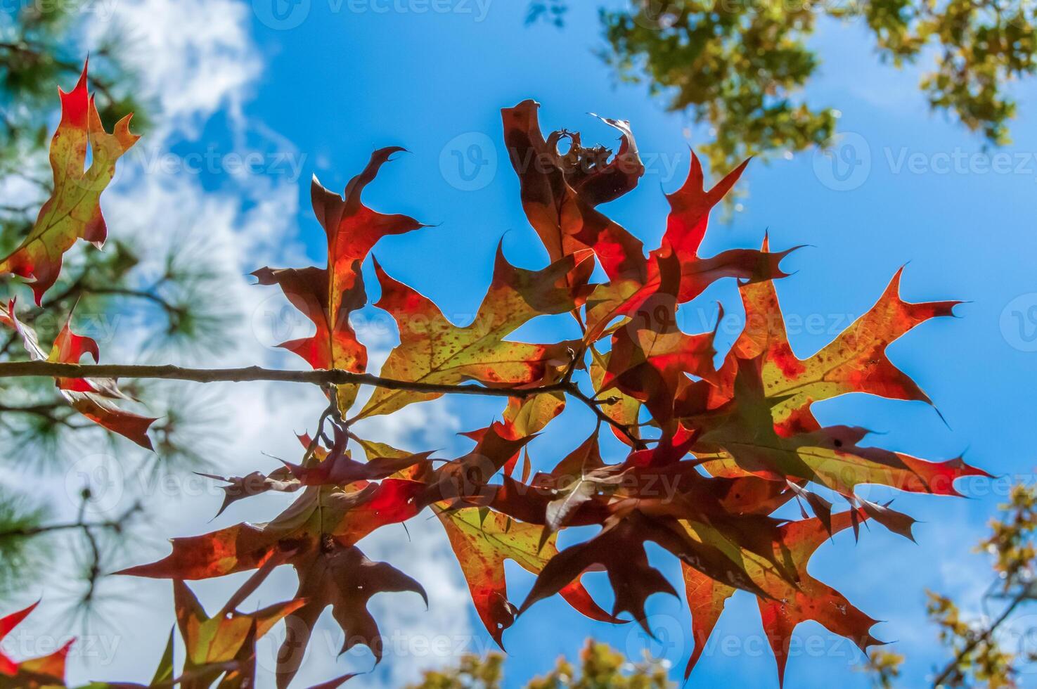 Red leaves of a tree in autumn against a blue sky with clouds. Louisiana, USA photo