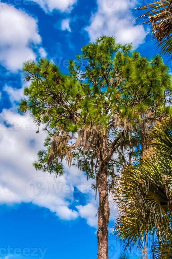 The epiphytic plant Tilansia on large trees hangs down against a blue sky with clouds. Louisiana, USA photo