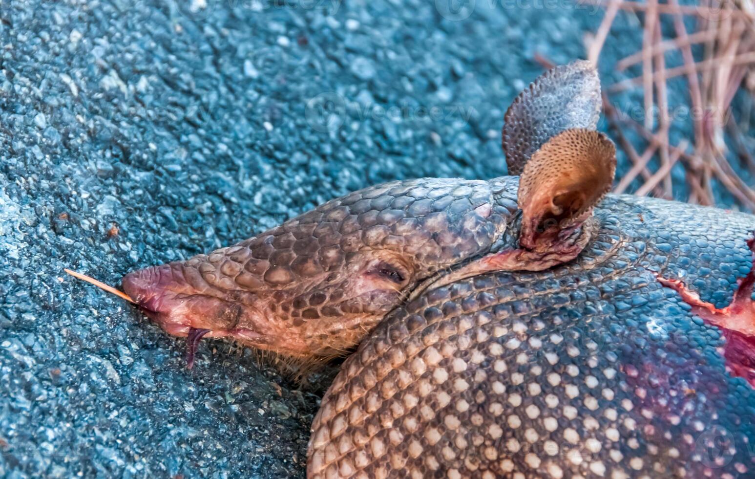 The nine-banded armadillo Dasypus novemcinctus, Machine killed animal on the road in the state of Louisiana photo