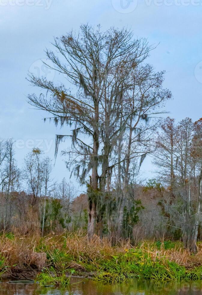 Spanish moss hanging from tree in New Orleans, Louisiana photo
