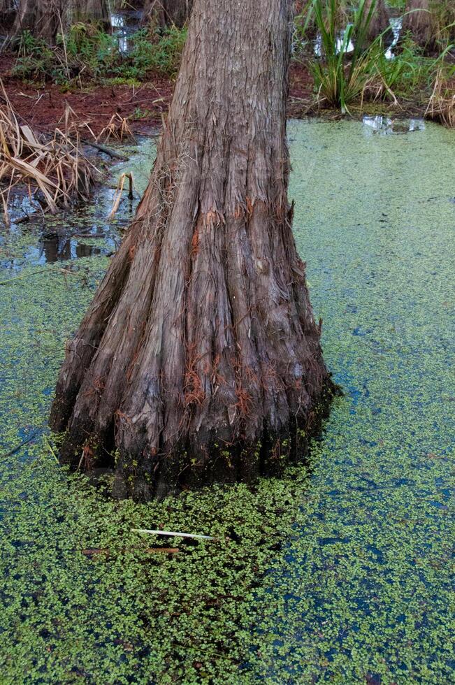 Bottom of bald cypress trees in swamp, Cypress swamp, Louisiana, US photo