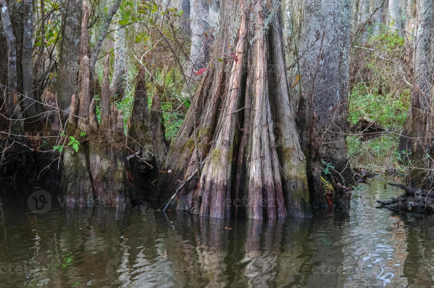 Bottom of bald cypress trees in swamp, Cypress swamp, Louisiana, US photo