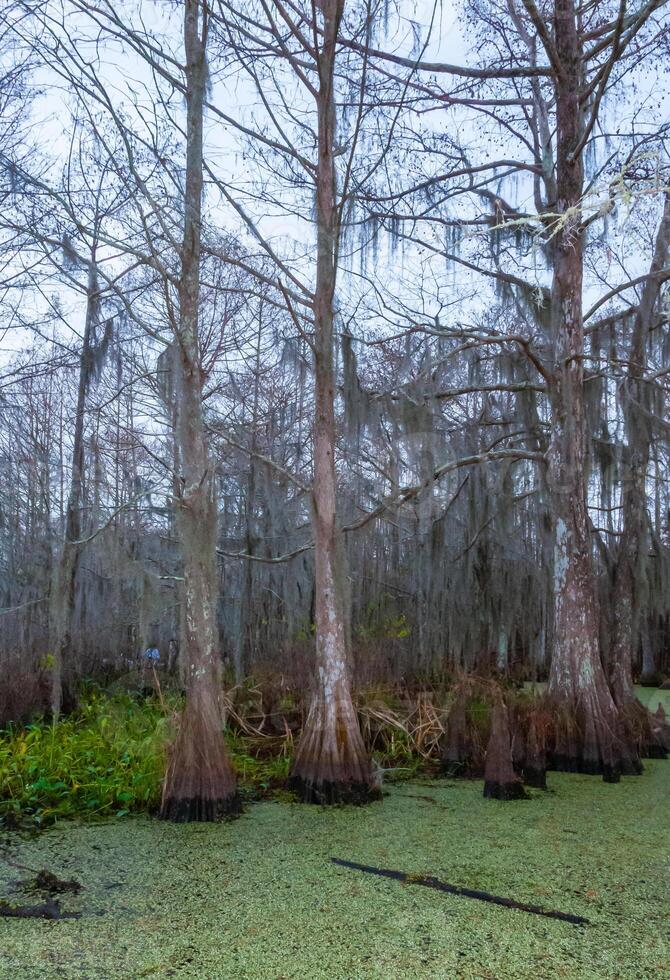 Spanish moss hanging from tree in New Orleans, Louisiana photo
