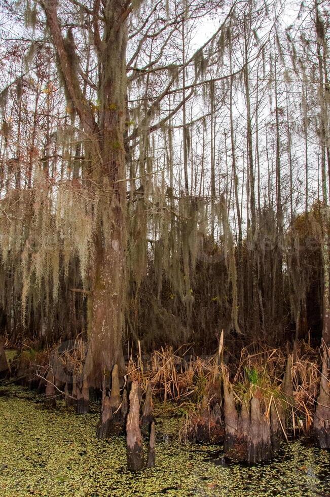 Spanish moss hanging from tree in New Orleans, Louisiana photo