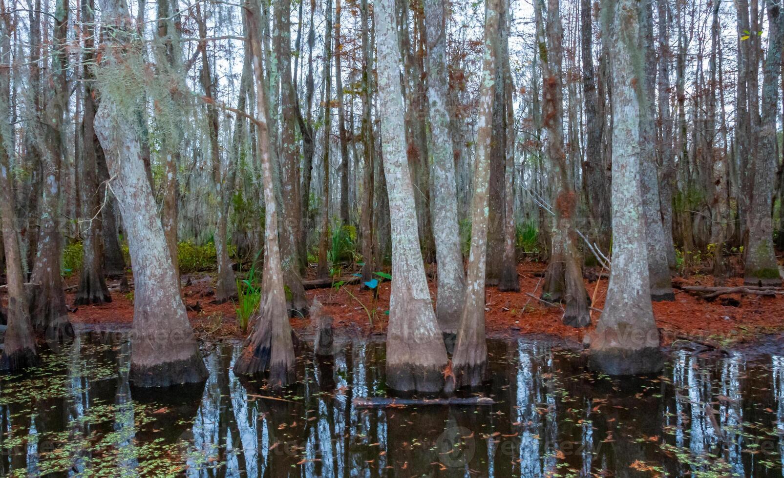 Bottom of bald cypress trees in swamp, Cypress swamp, Louisiana, US photo
