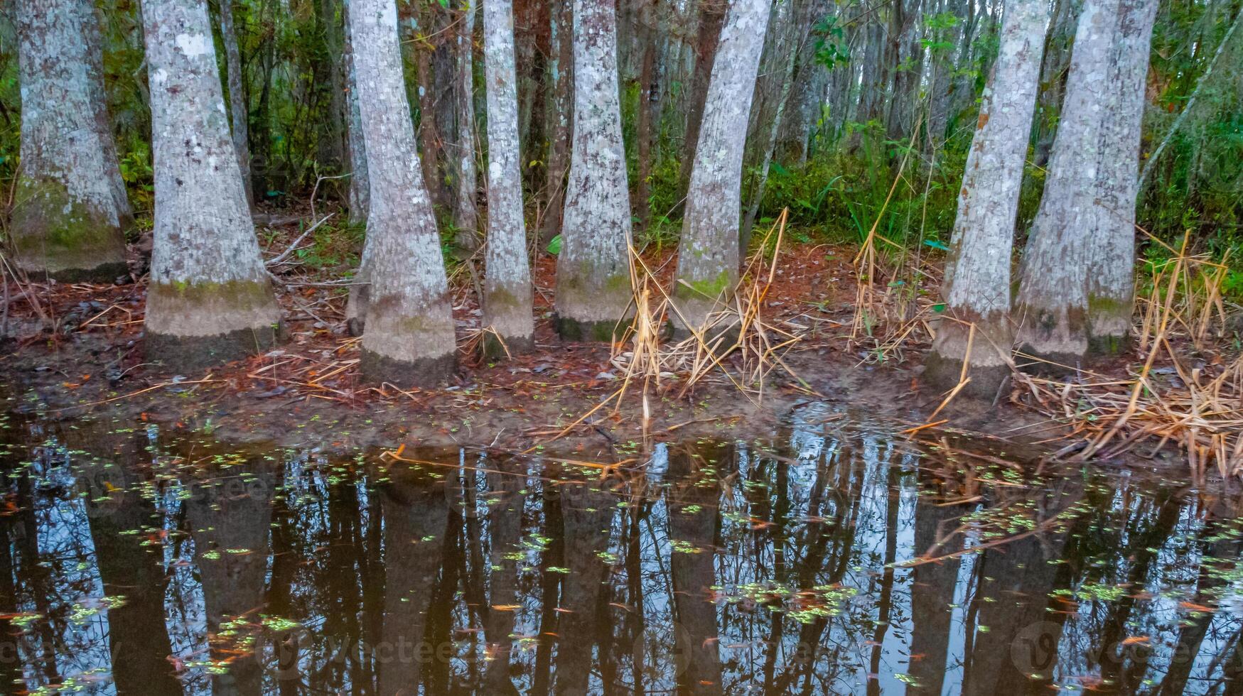 Bottom of bald cypress trees in swamp, Cypress swamp, Louisiana, US photo