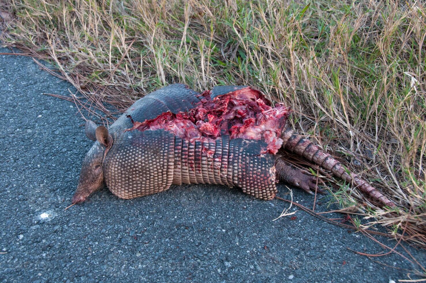 Machine-killed animal on the road in the state of Louisiana. The nine-banded armadillo Dasypus novemcinctus, or the nine-banded, long-nosed armadillo. photo