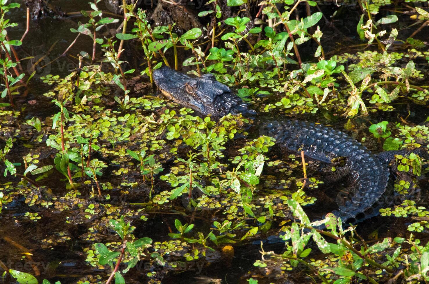 Wild American Alligator in a swamp in the Louisiana bayou. photo