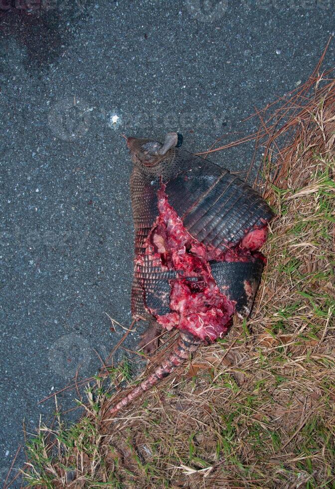 Machine-killed animal on the road in the state of Louisiana. The nine-banded armadillo Dasypus novemcinctus, or the nine-banded, long-nosed armadillo. photo