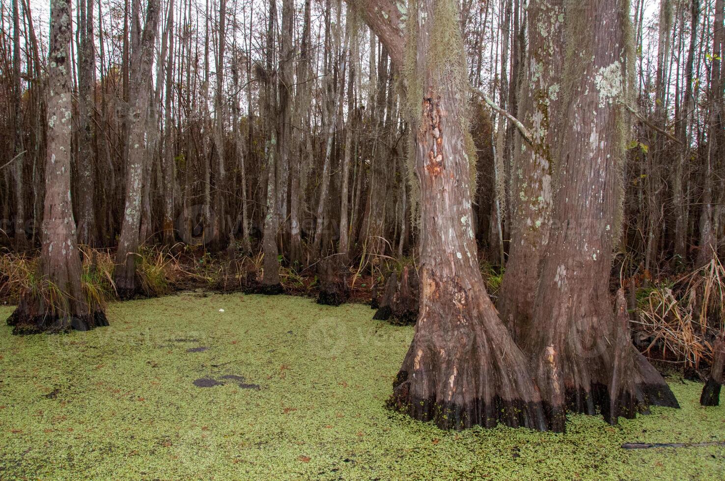 Bottom of bald cypress trees in swamp, Cypress swamp, Louisiana, US photo